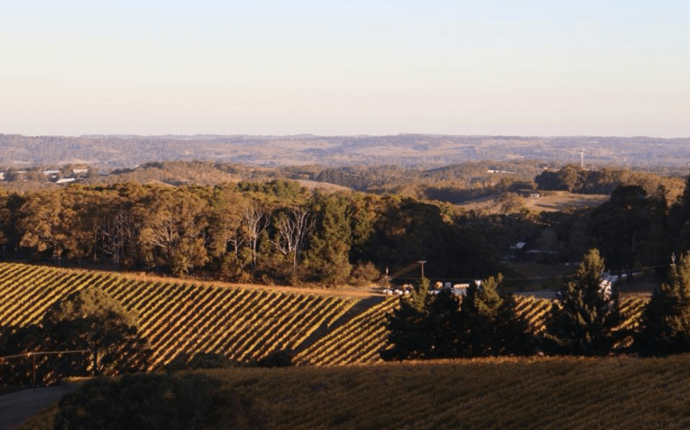 Best Wineries to Book Now in Adelaide