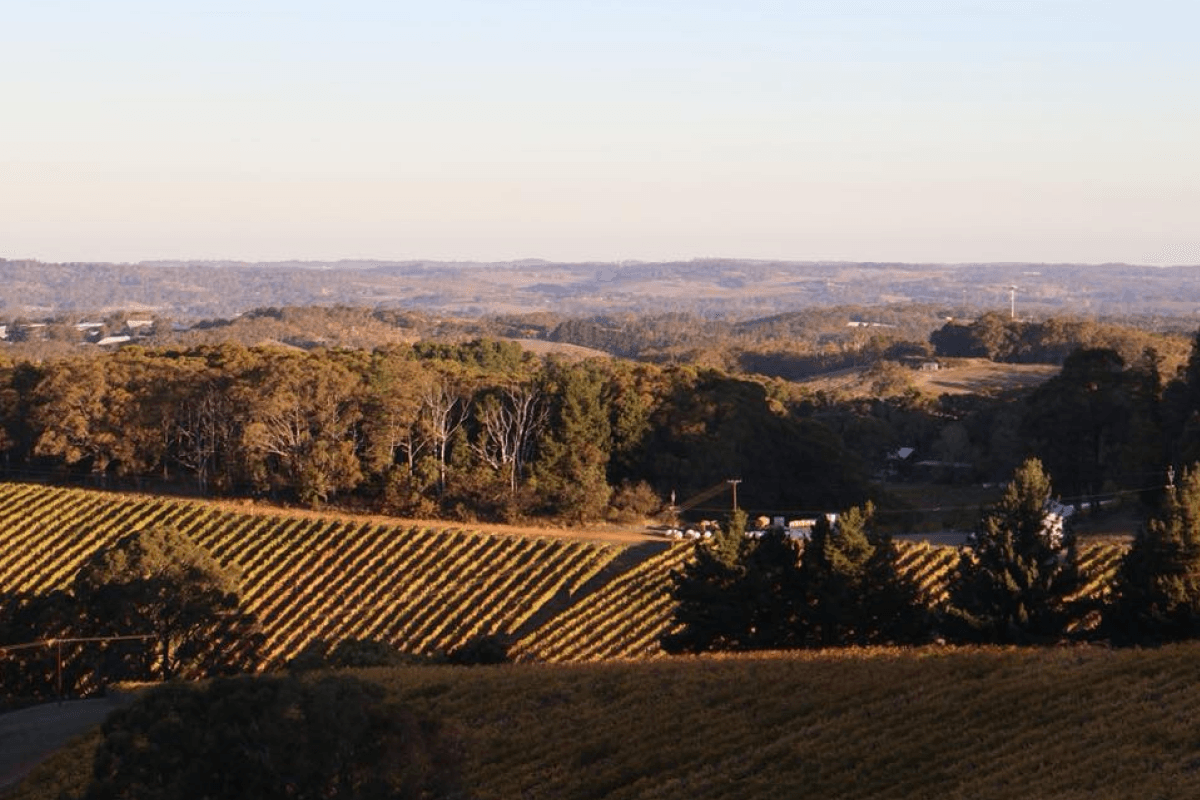 Best Wineries to Book Now in Adelaide