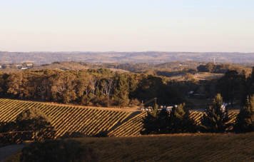 Best Wineries to Book Now in Adelaide